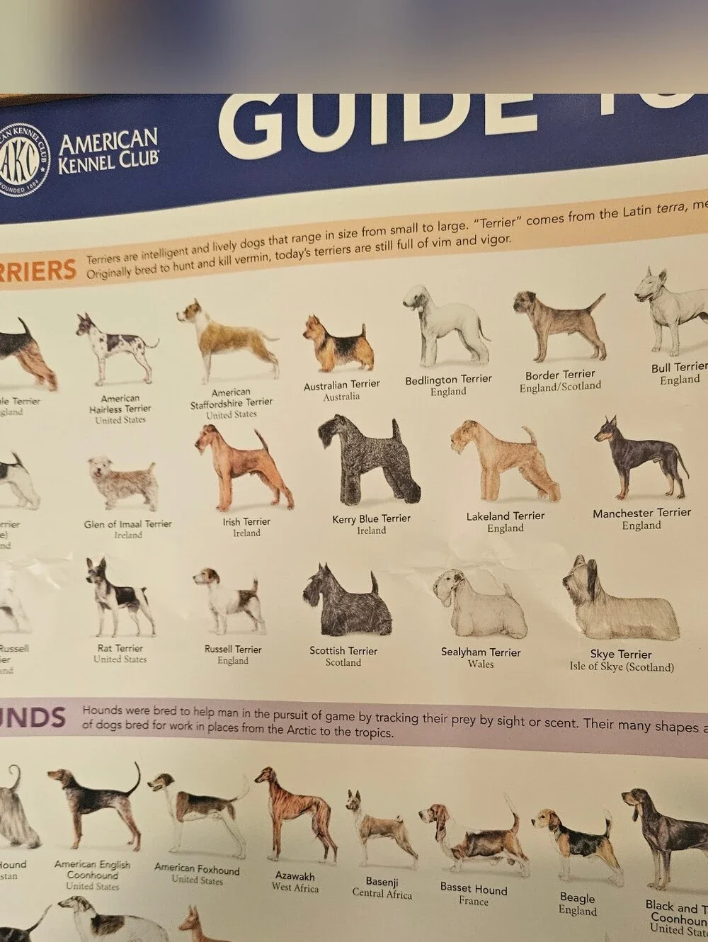 Guide to Purebred Dogs Poster - Blue